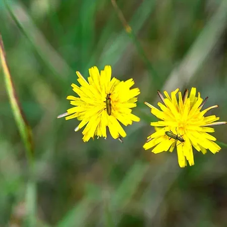 Σπίτι διακοπών 2604-romo-dyssebjergvej-24 Vesterhede