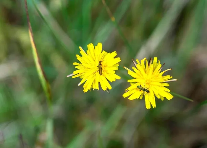 Semesterbostad 2604-romo-dyssebjergvej-24 Vesterhede
